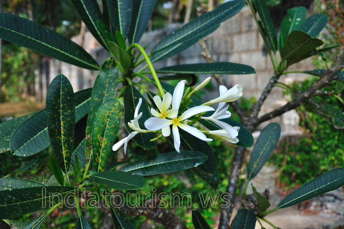 some pachypodium flowers have very thin petals