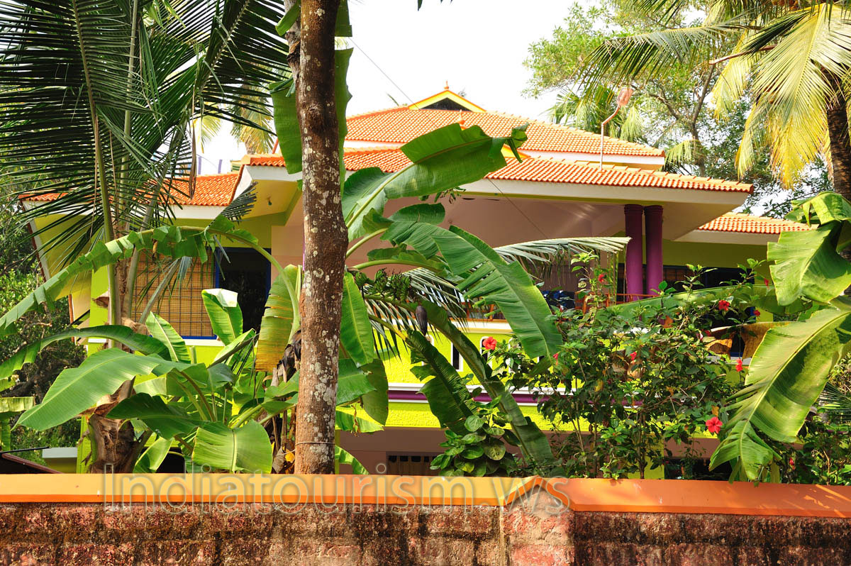 banana trees in the garden