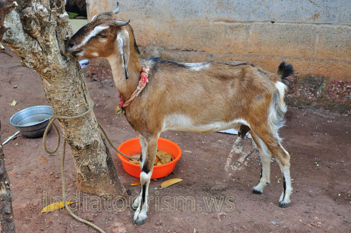 indian goat with short horns