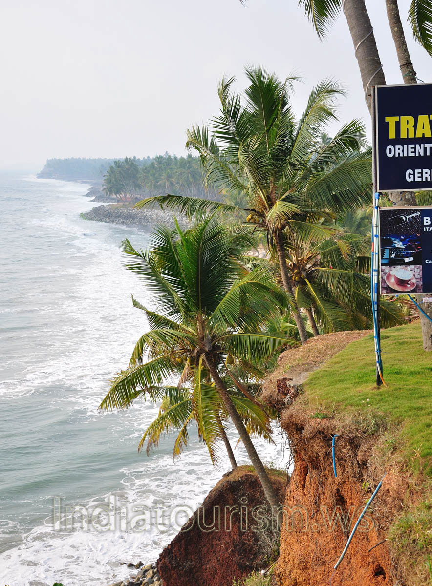 coconut palms hang over the sea
