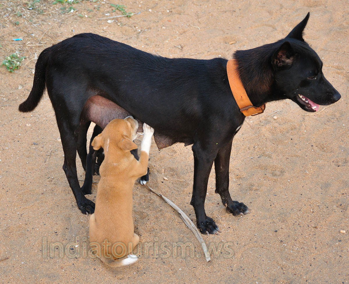 black mother dog feeds its grey puppy