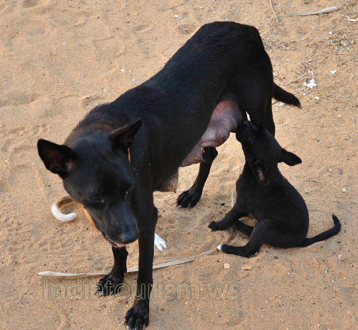black mother dog feeds its puppies on the beach