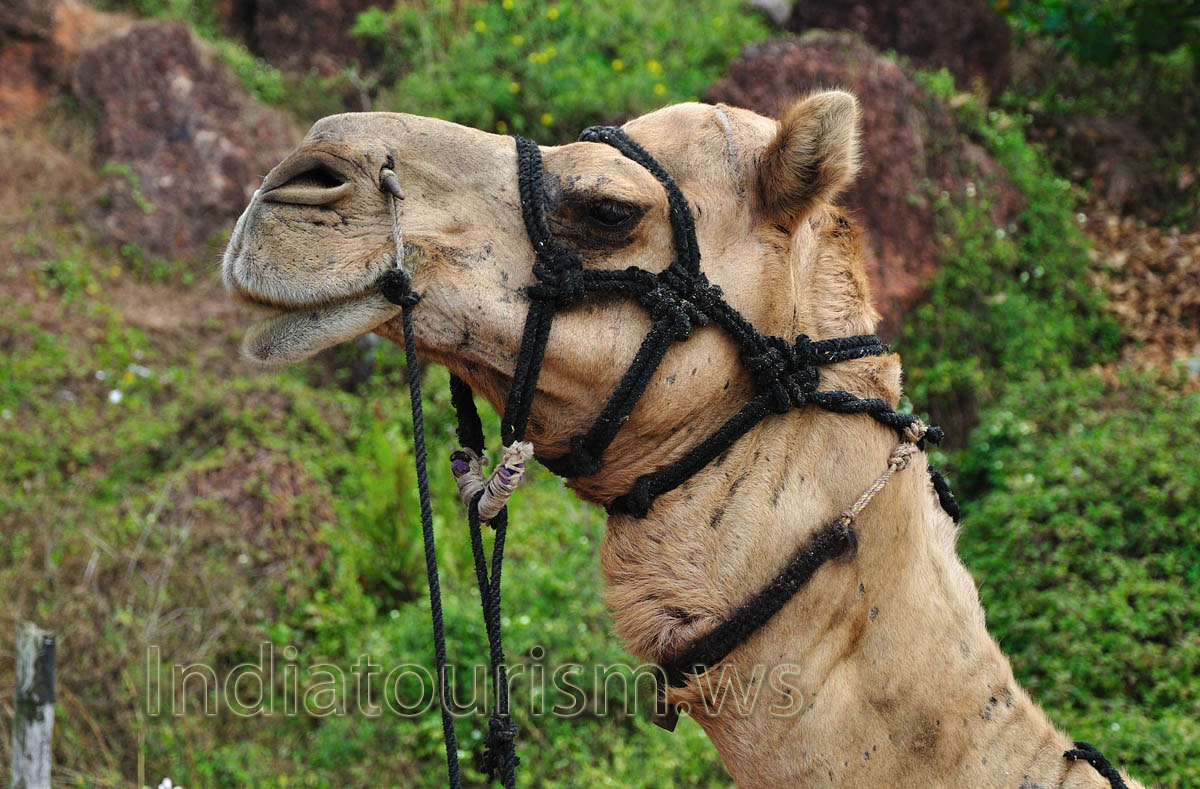 head of a camel