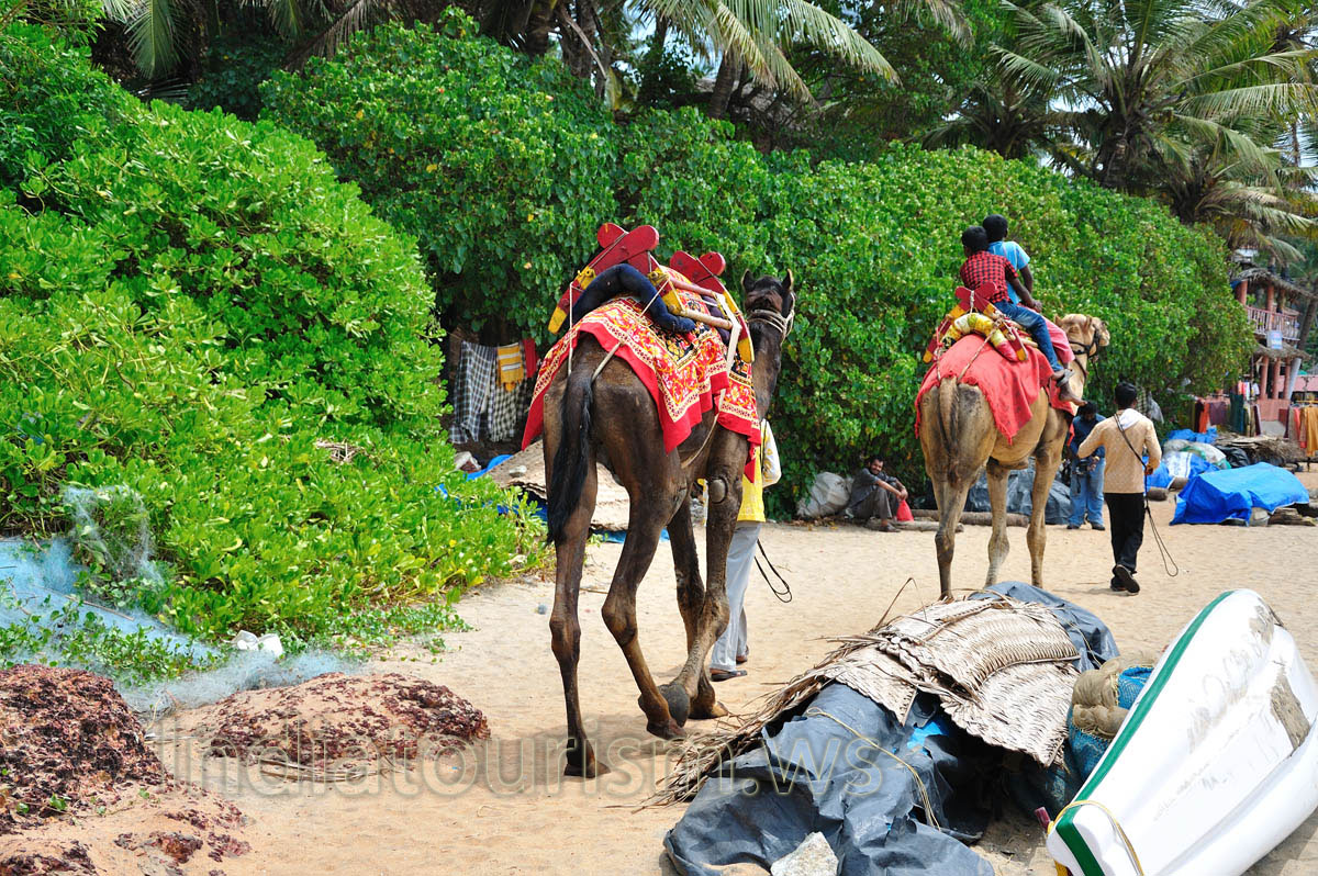 camels are going away