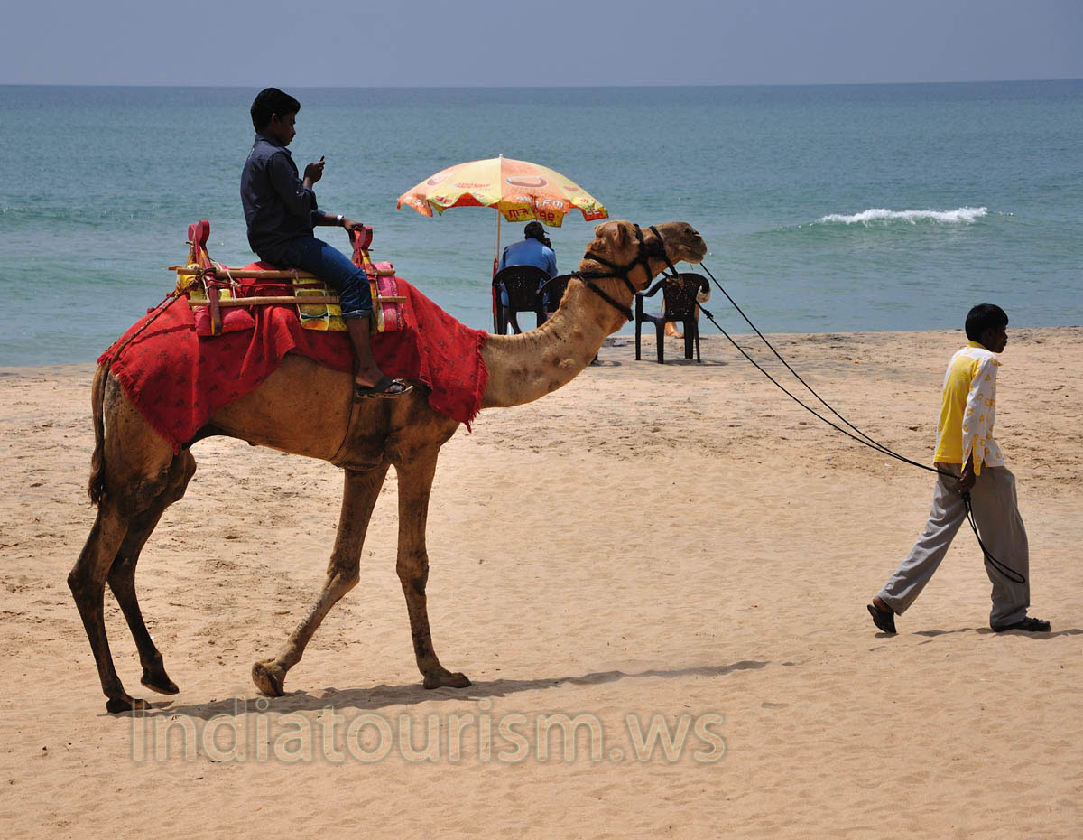 Camel is led on a leash