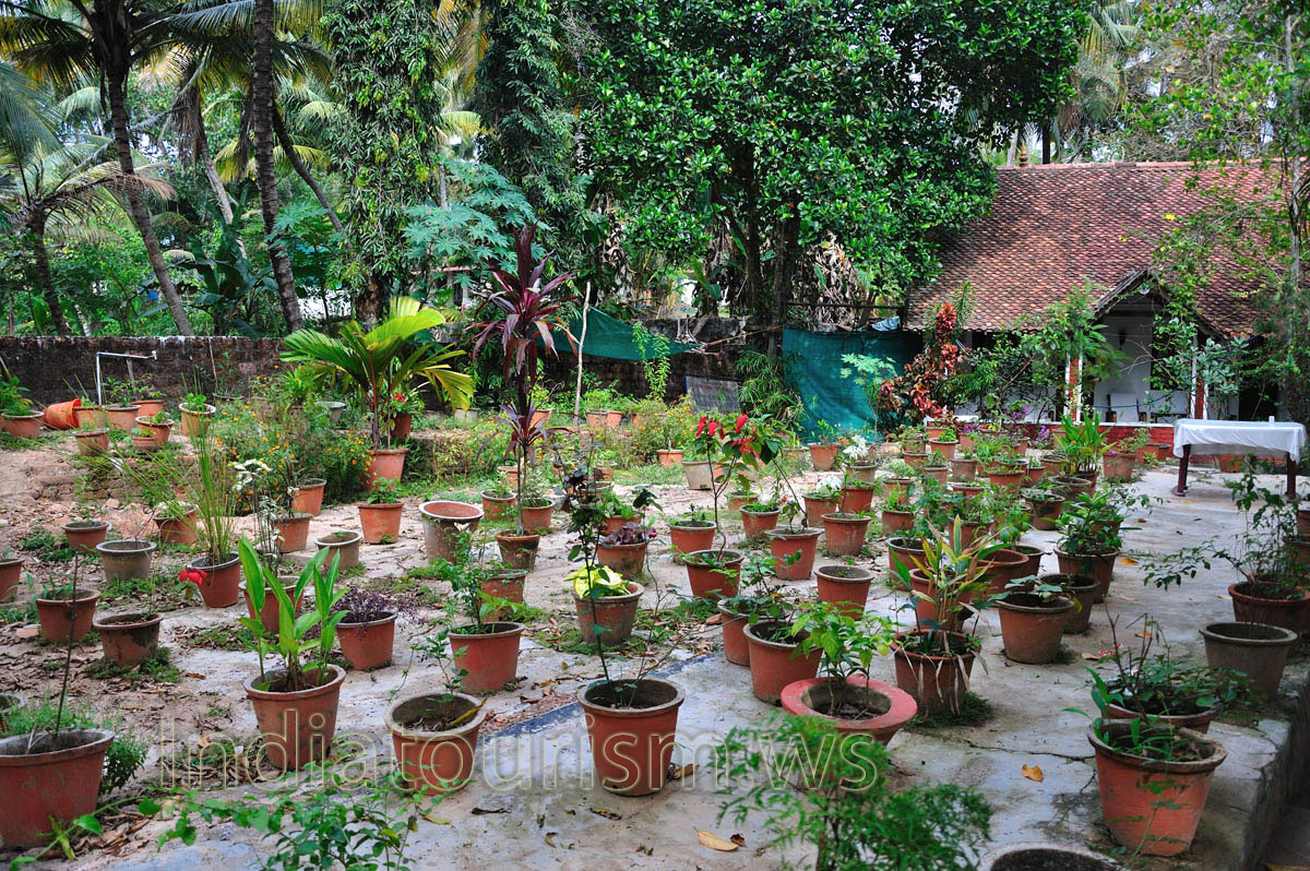 garden flowers in the pots