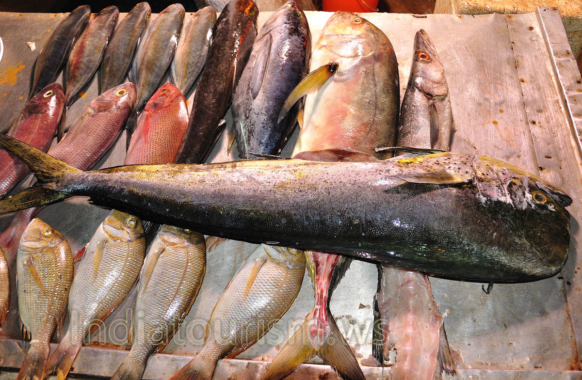 many kinds of live fish