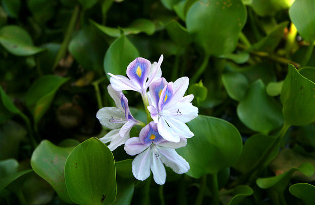 Eichhornia