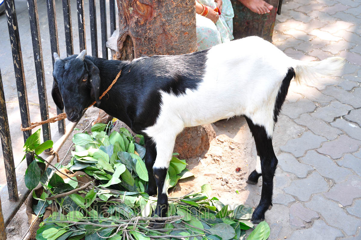 white and black Indian goat