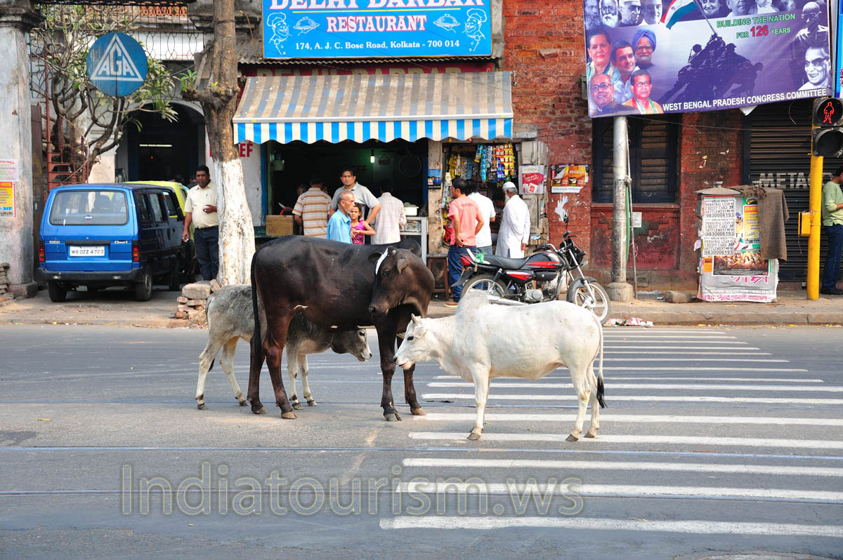 The cows walking in the middle of the street
