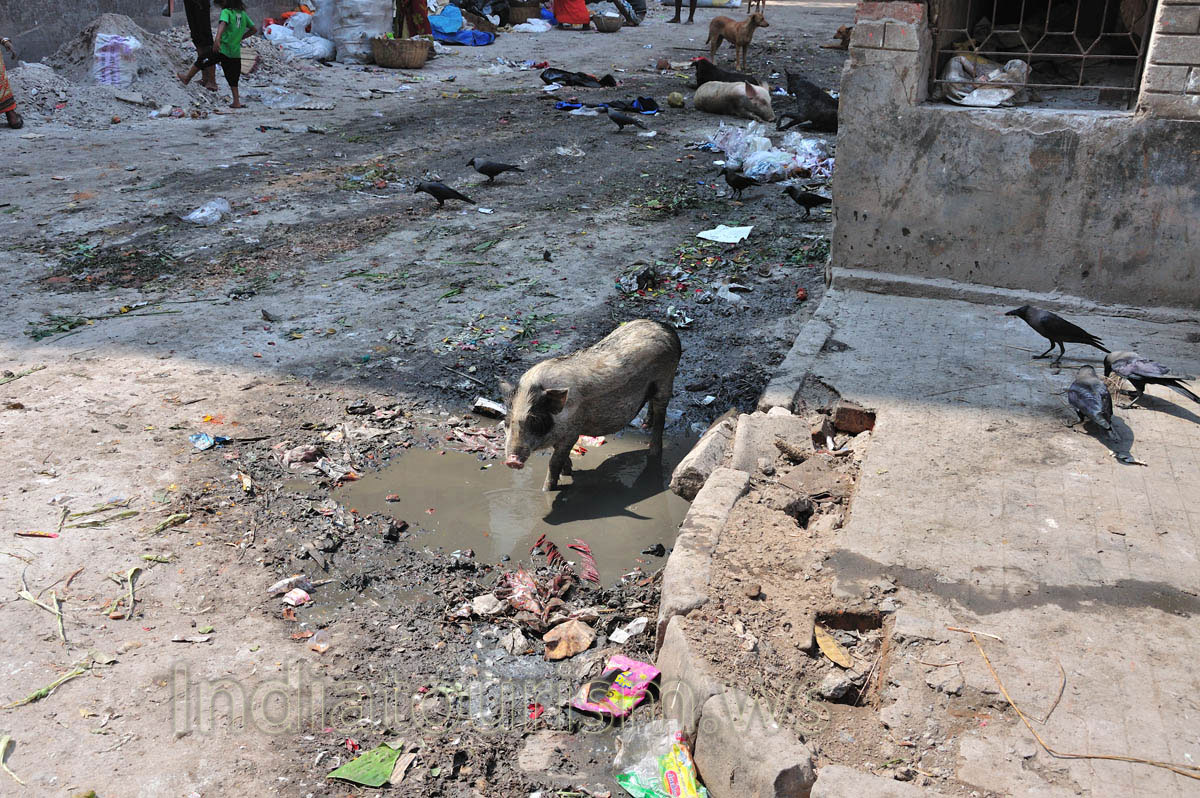 the pig walking along the muddy street