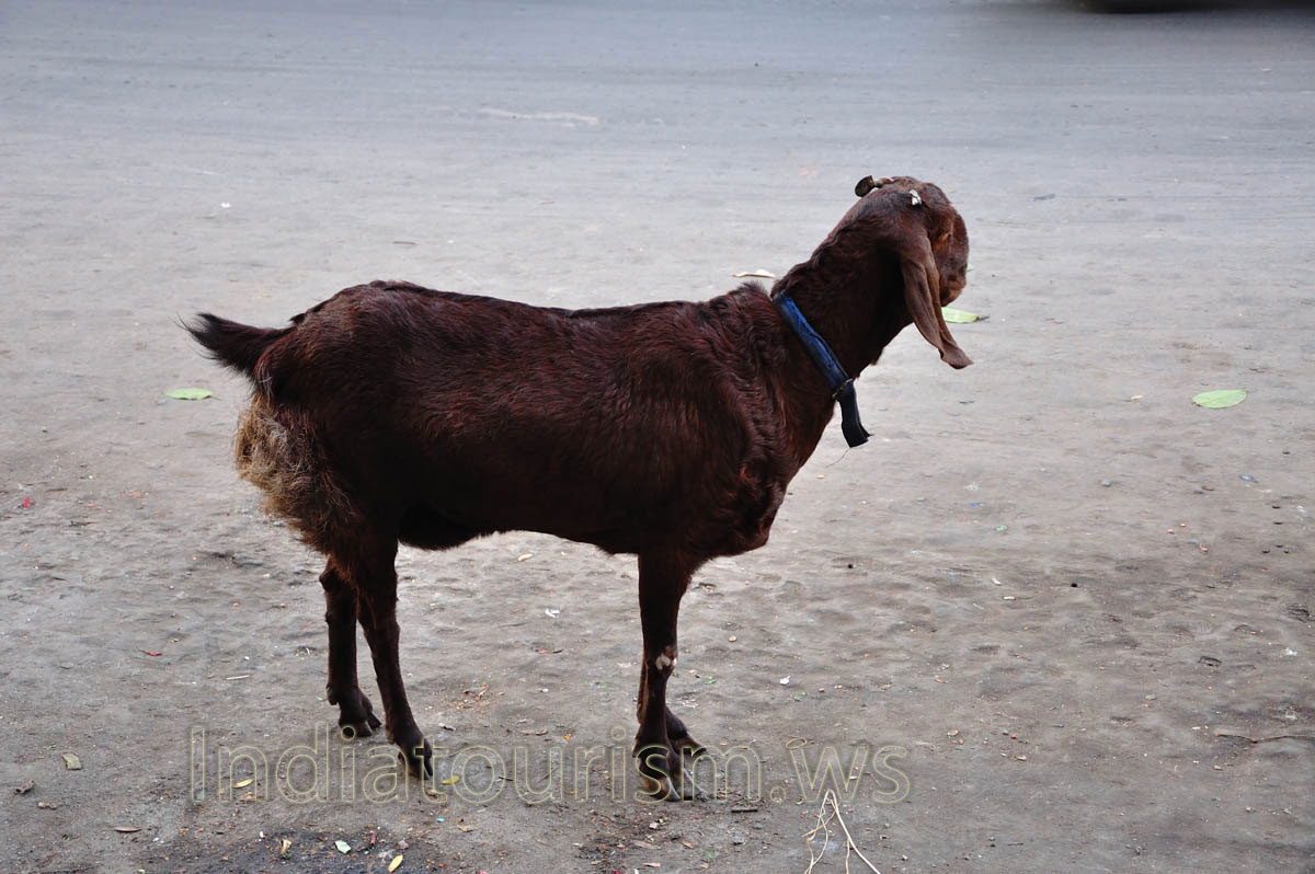 Here is the brown Indian goat