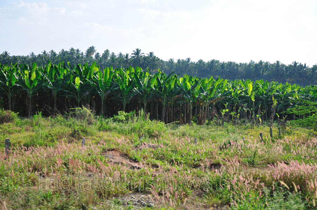 There are great quantity of banana thickets in South India