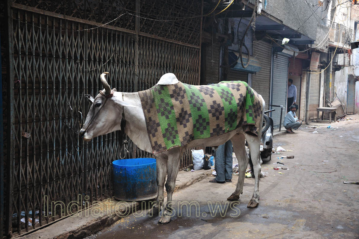 cow in new delhi