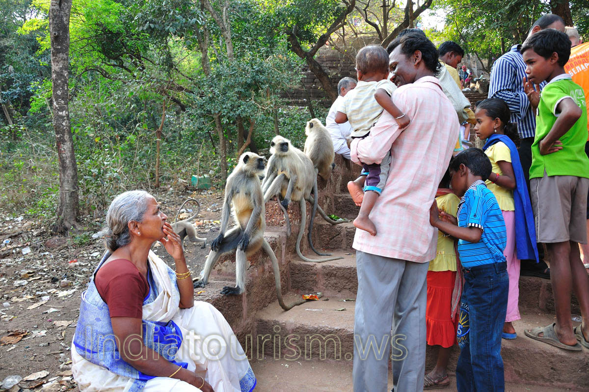 Monkeys are sitting on either side of the pathway to Kandagiri