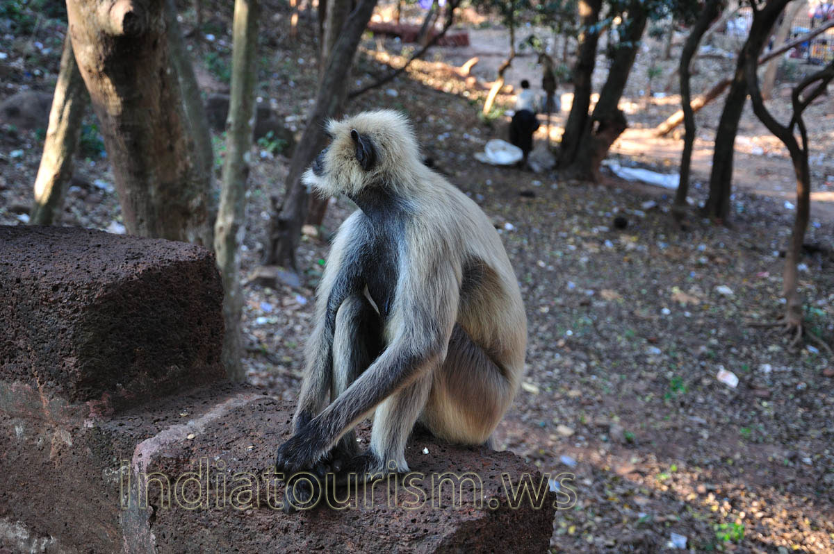 The monkey of Khandagiri
