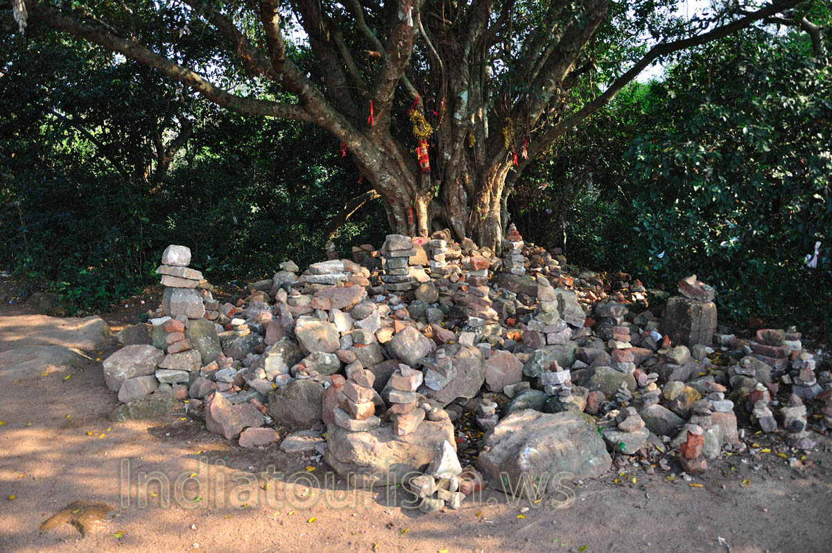 The tree at the top of Khandagiri