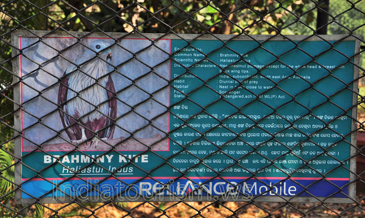 Poster about Brahminy Kite