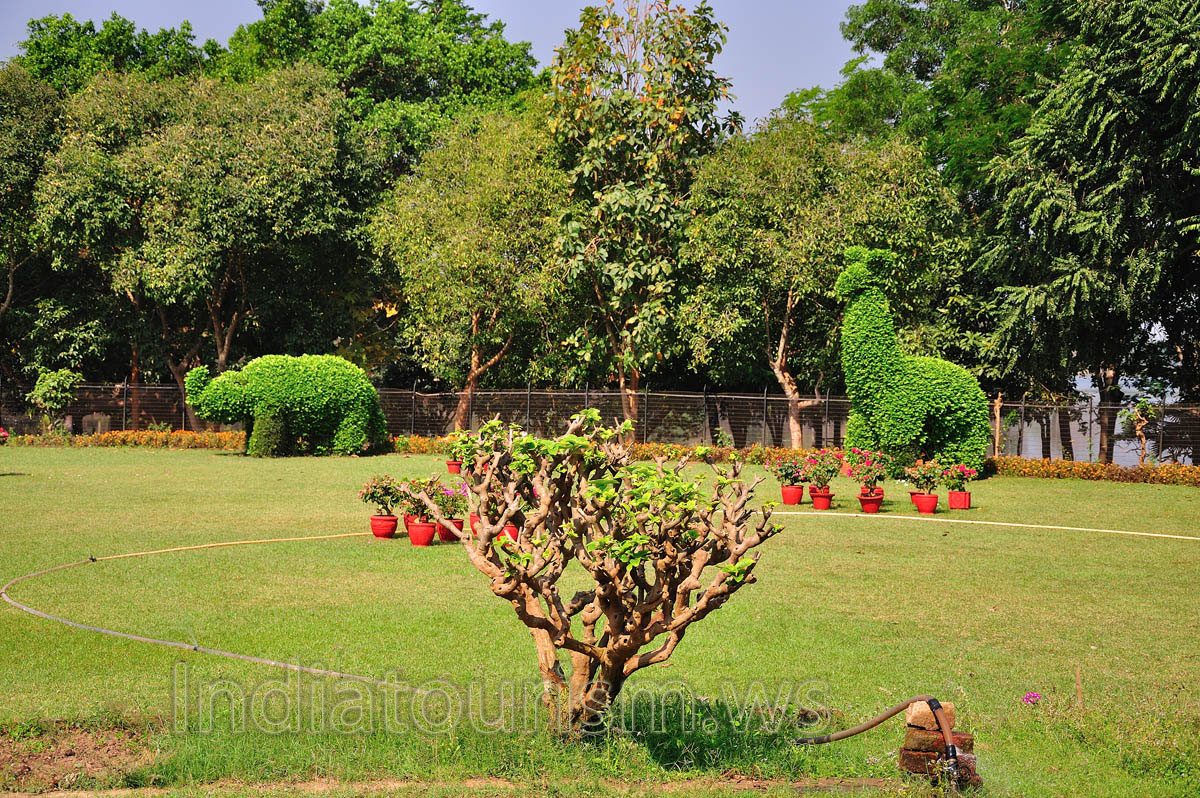 Amazing animal bush sculptures