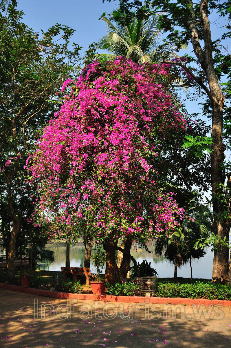 Tree with great quantity of magenta flowers