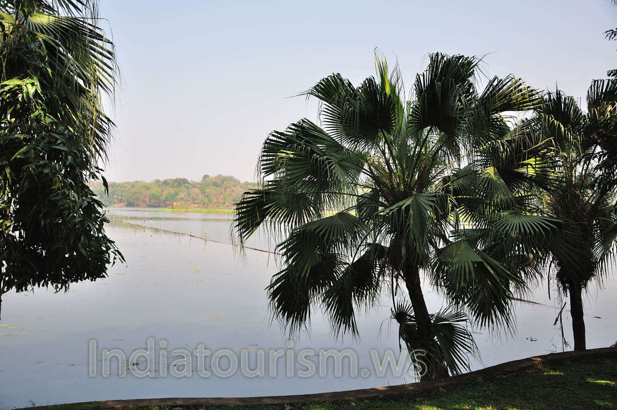 Palm grows by the lake