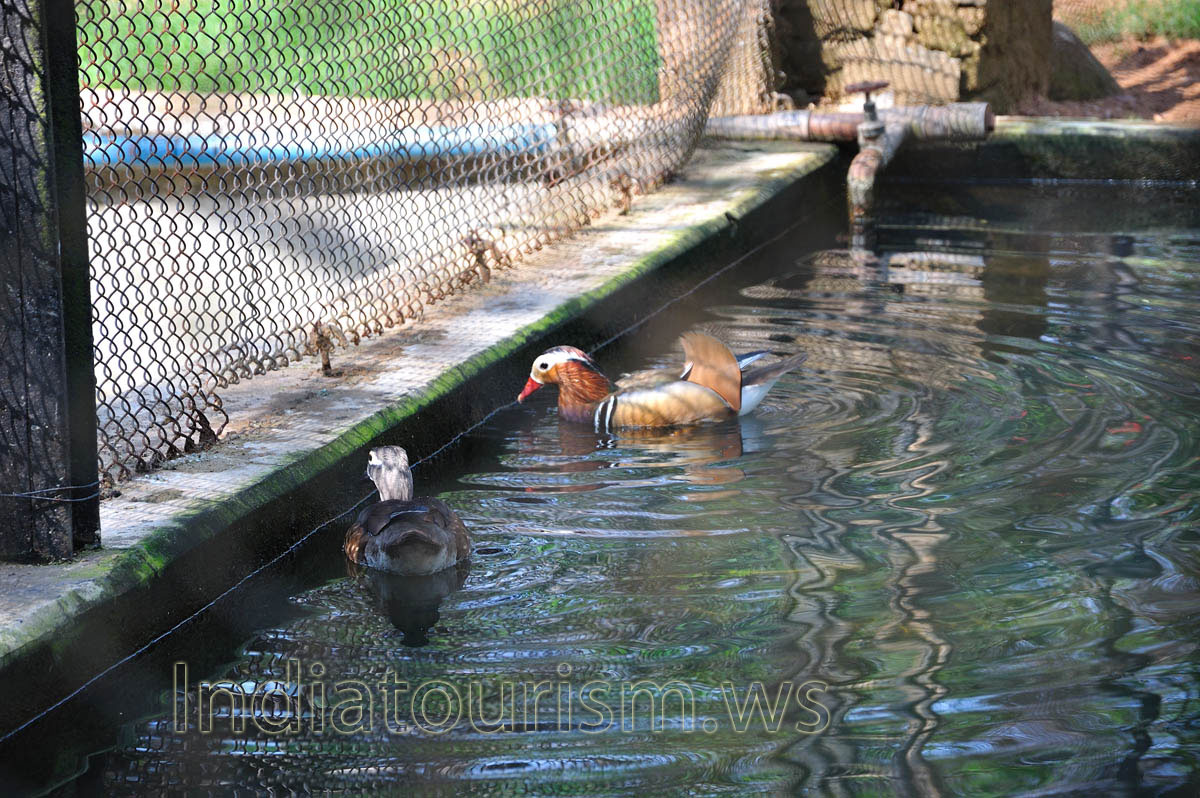 mandarin duck mandarin duck