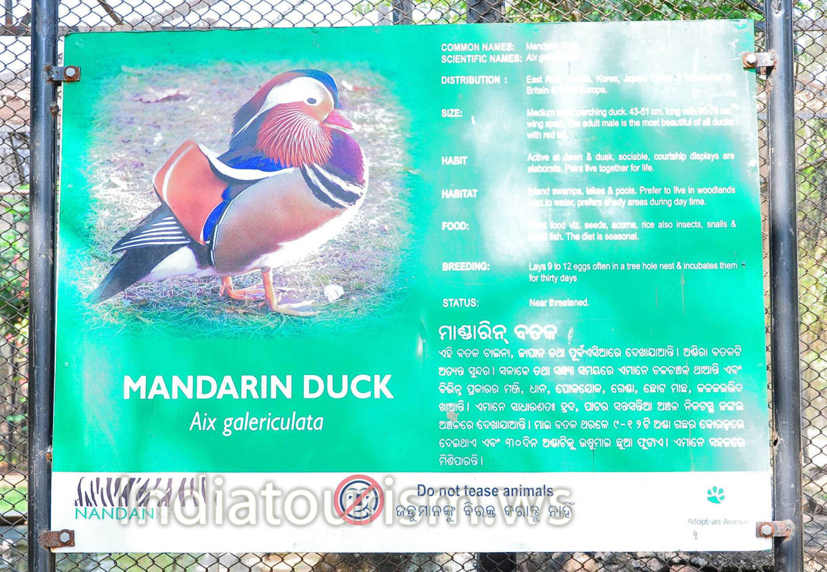 poster about mandarin duck