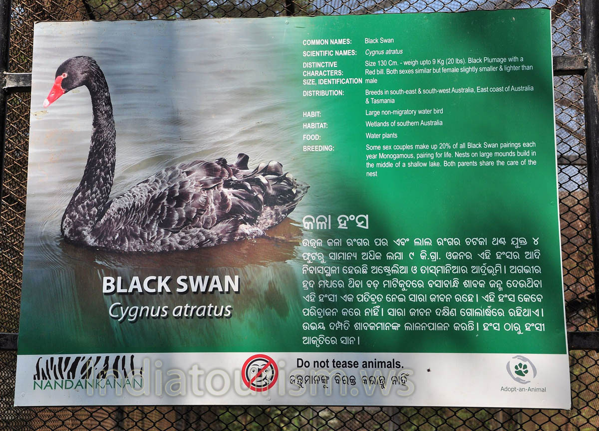 Poster about Black swan