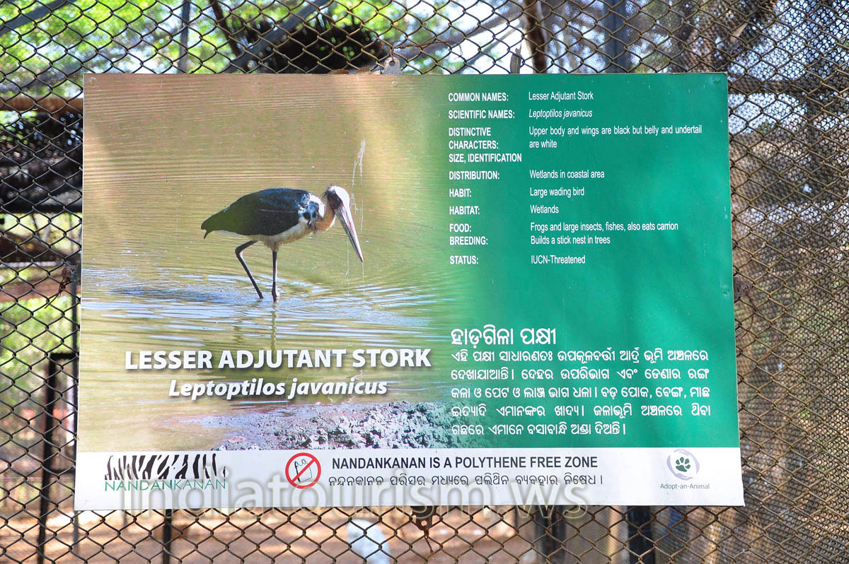 poster about lesser adjutant stork