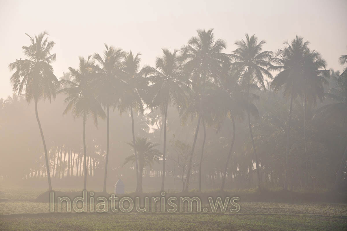 Coconut palms are barely visible through the haze of fog