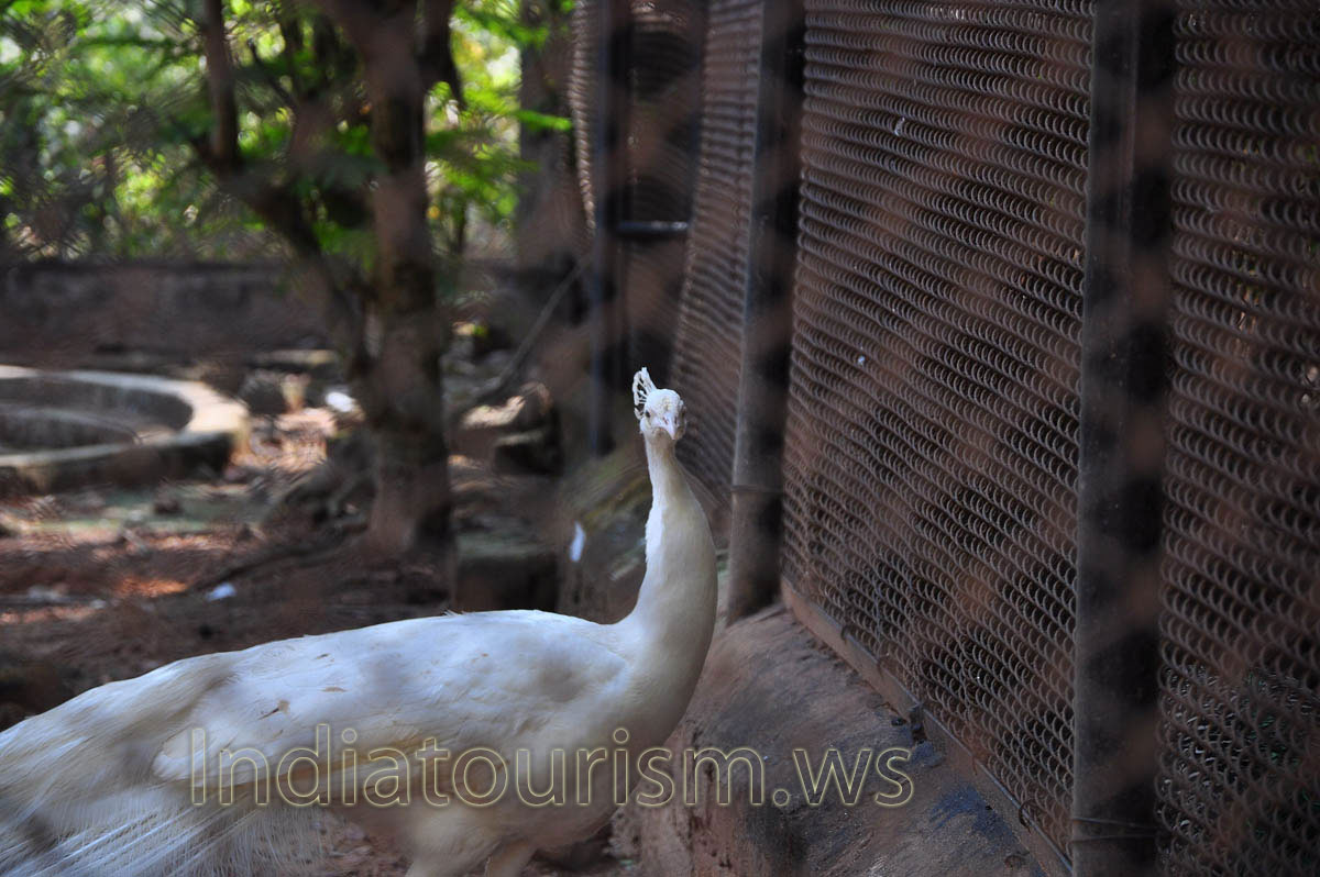 White peafowl White peafowl