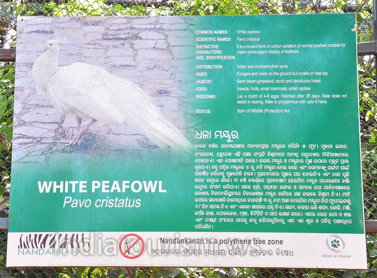 poster about white peafowl
