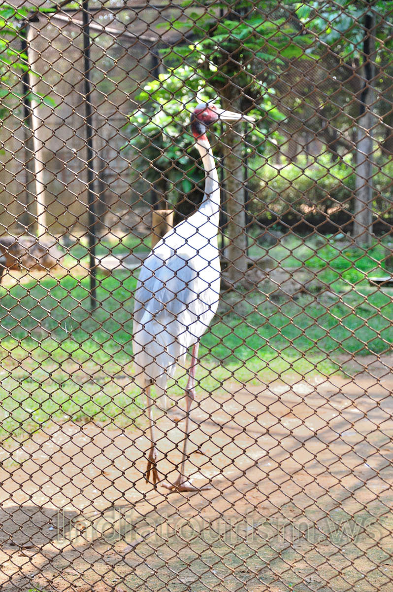 Sarus Crane