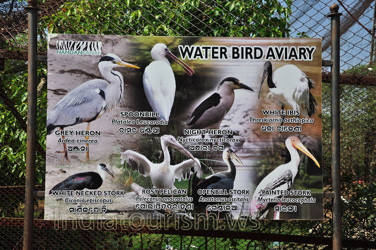 List of the birds living in aviary