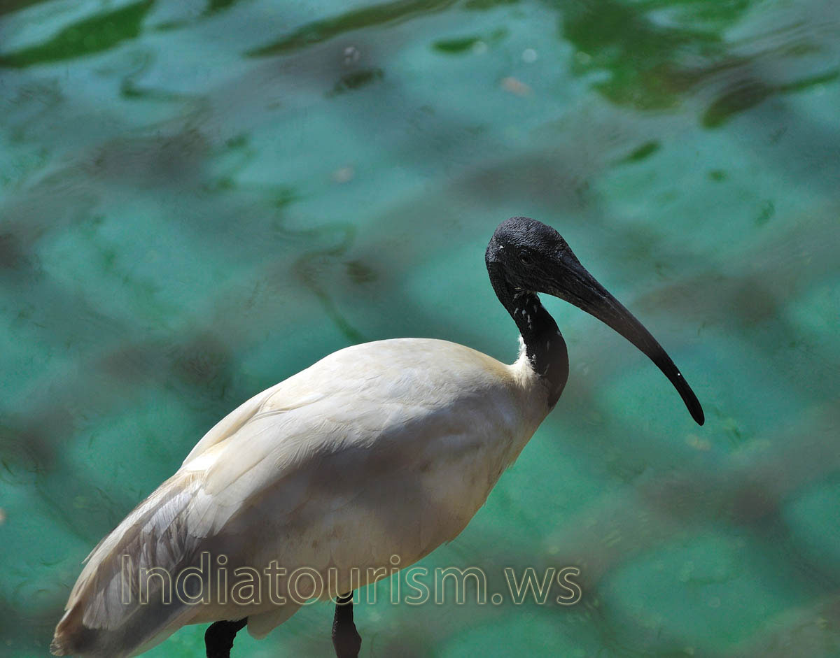 White Ibis