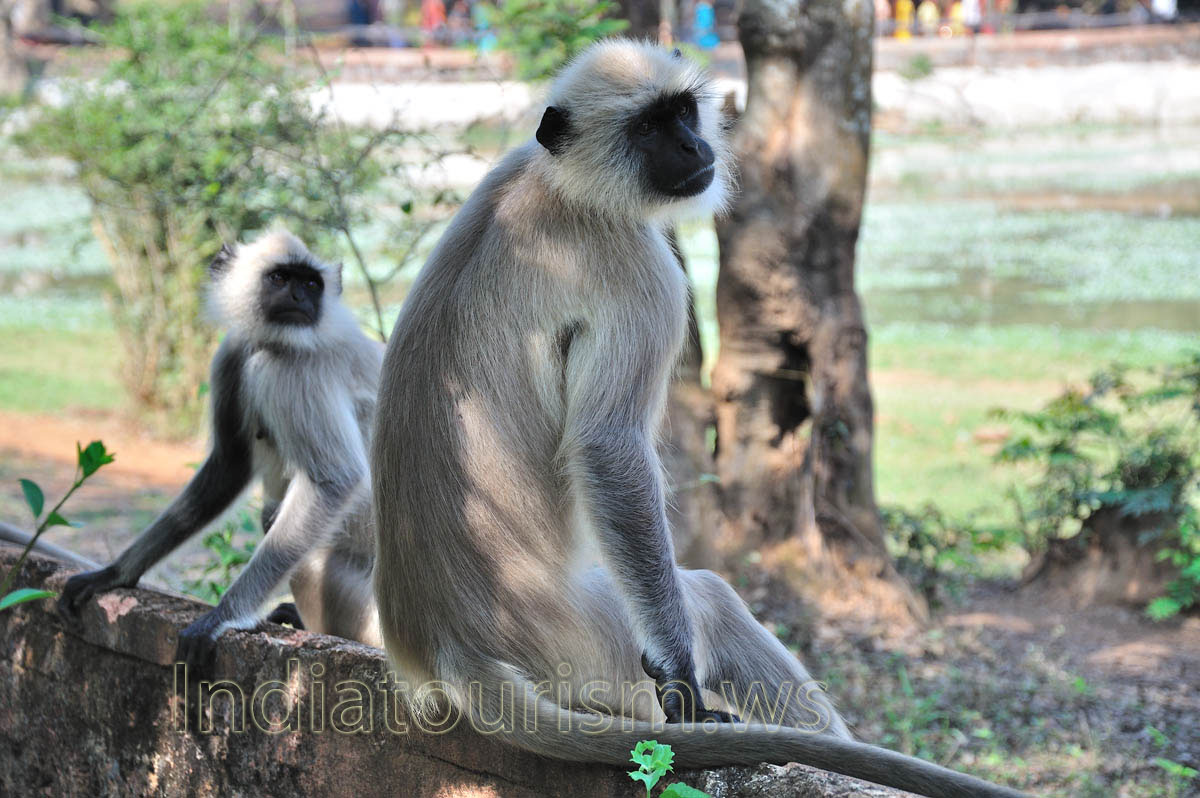 monkeys do not sit in a cage, they walk together with visitors