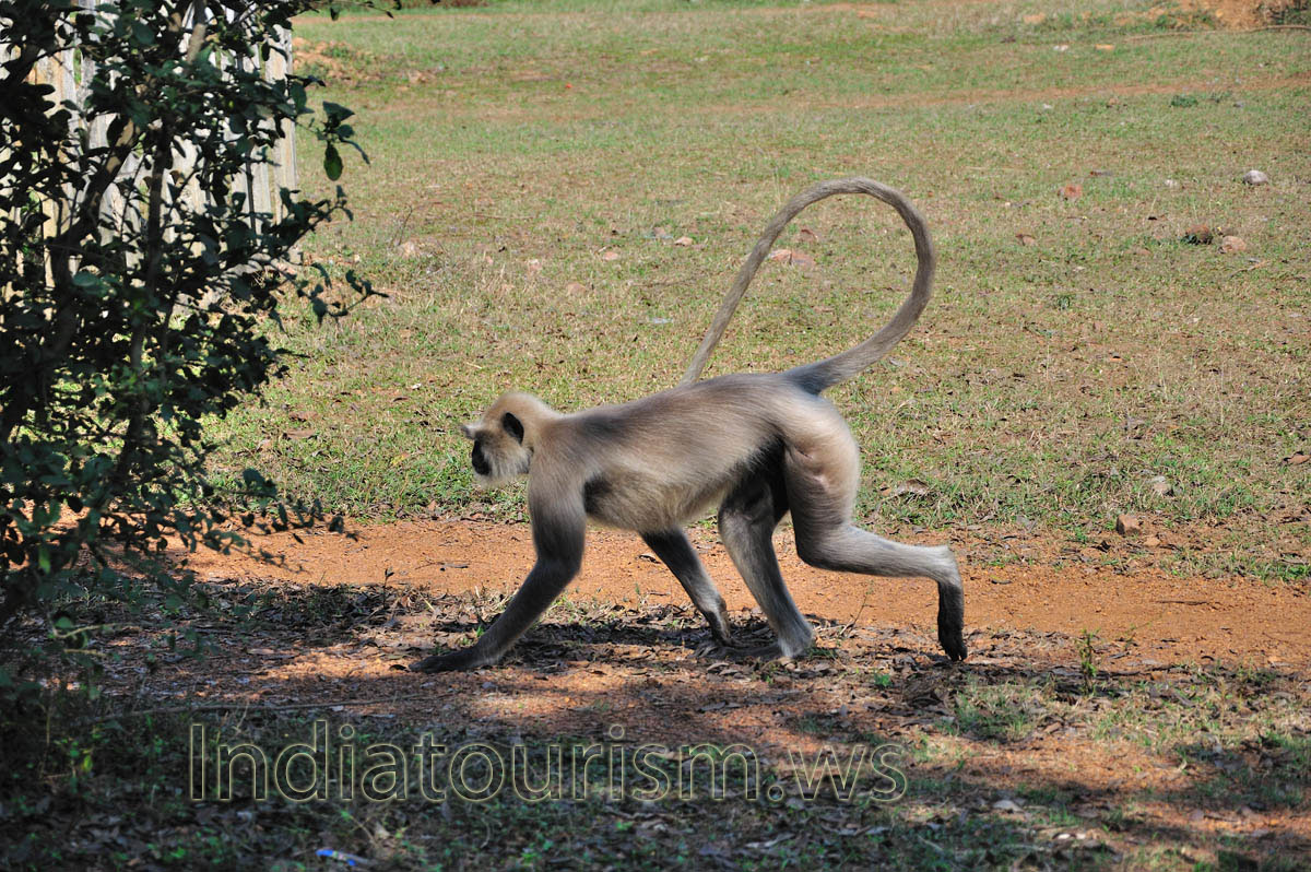 Monkey walks in the zoo