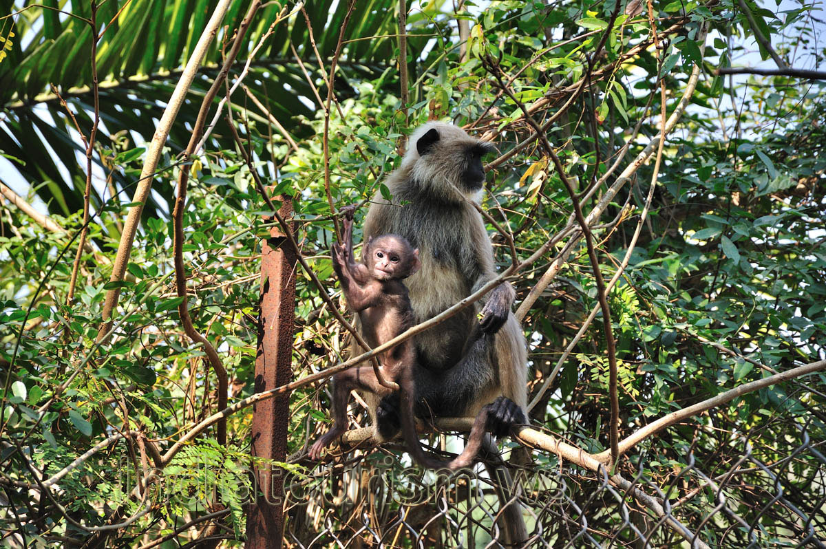 monkeys like to live here