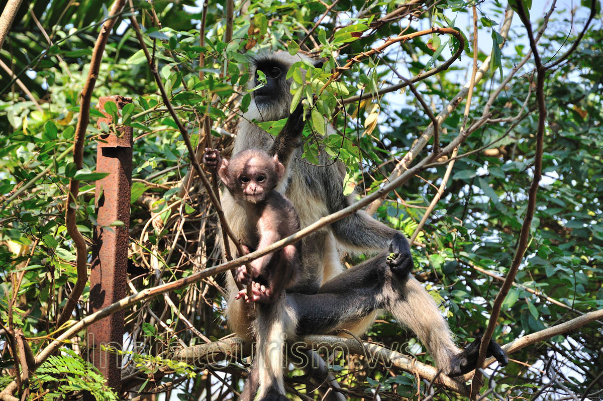baby monkey is under protection of its parent