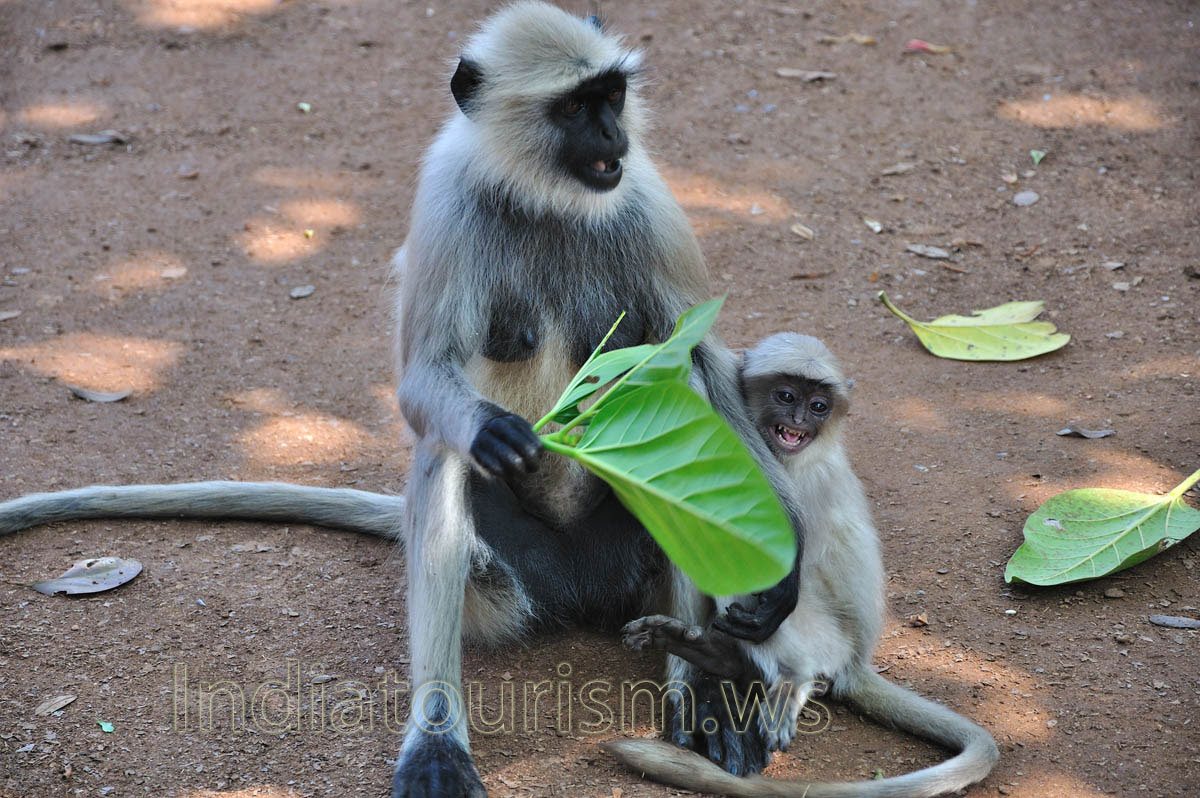 female monkey with her baby