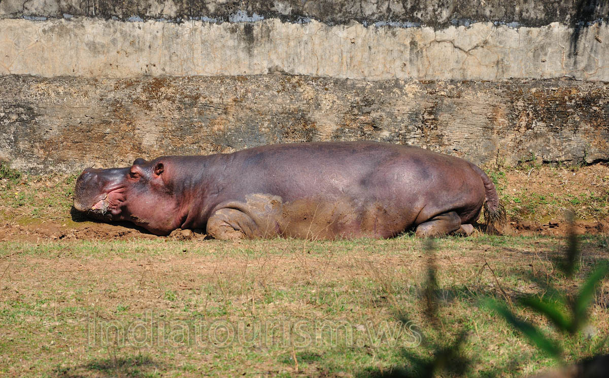 hippopotamus