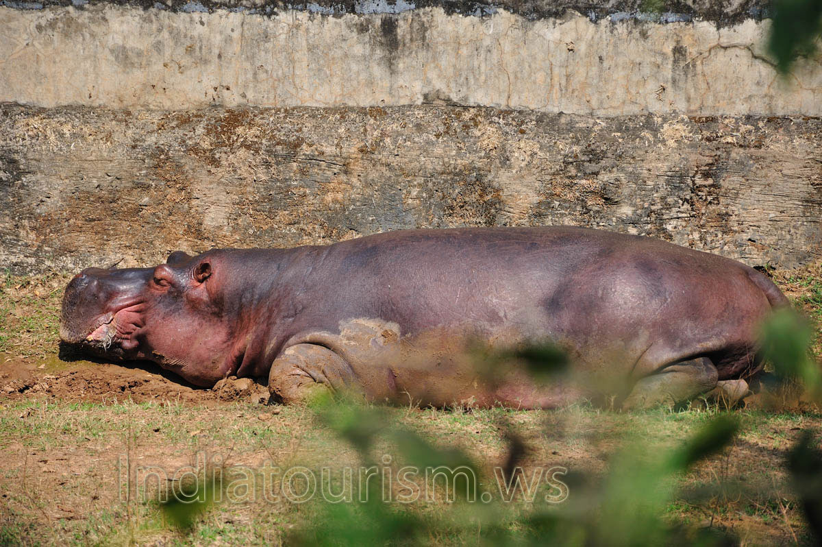 hippo (Hippopotamus amphibius)