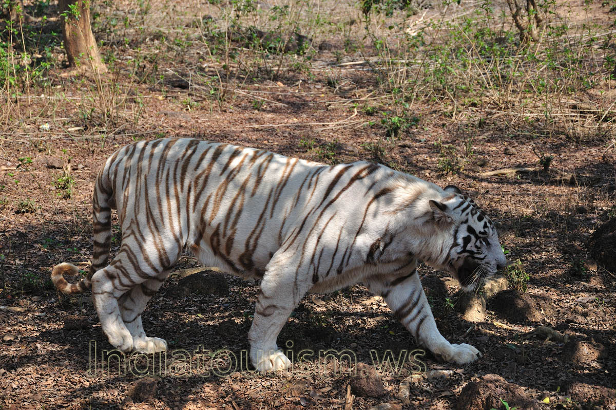We were lucky: the white tiger has approached to the bus at the closest distance