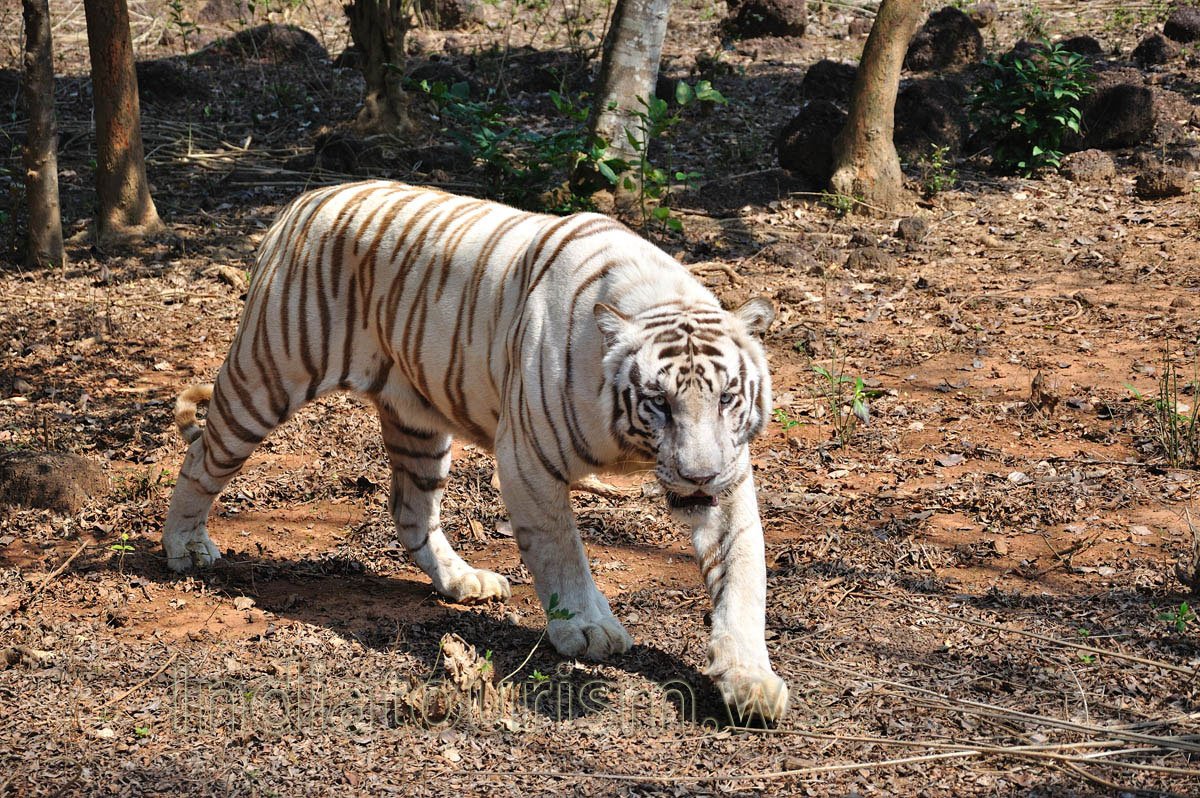 white tiger looks at me