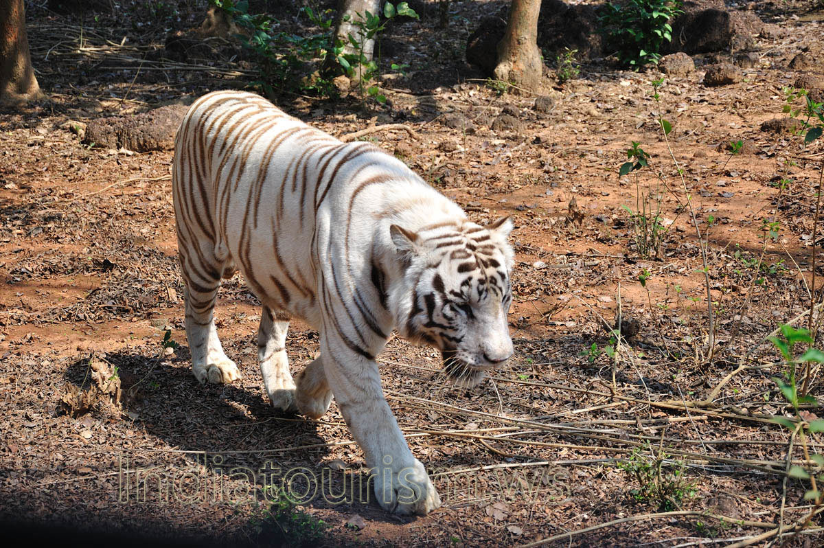 White fur of white tiger