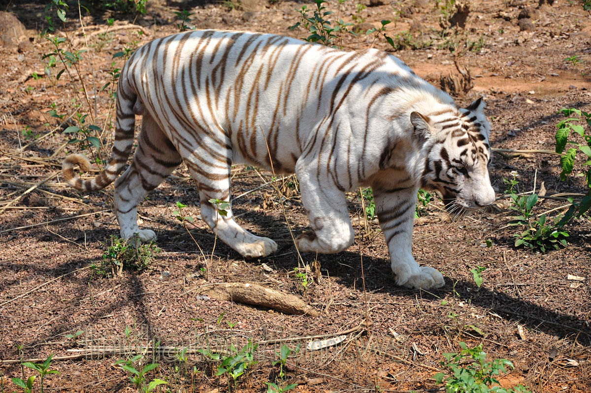 Tiger goes slowly, he never hurries