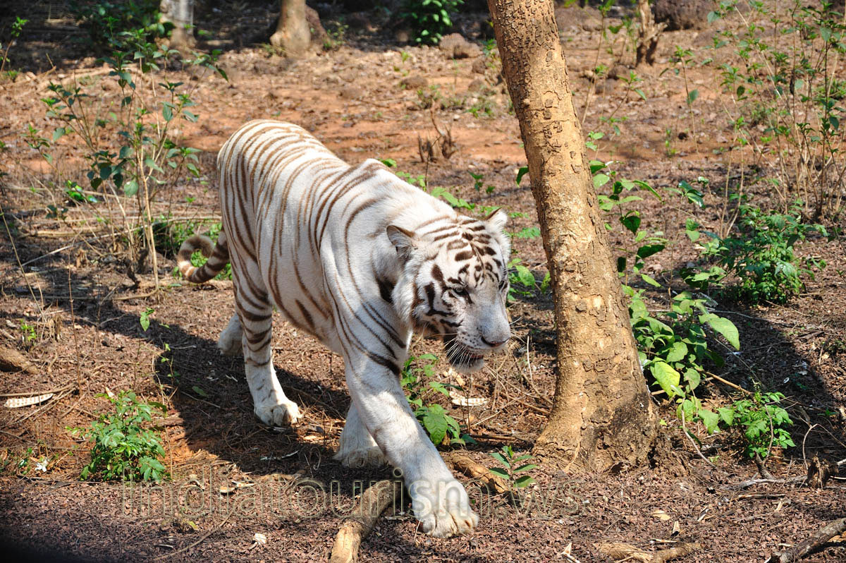 White tiger is awesome