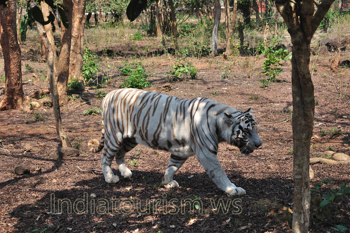 The zoo holds a safari, where you can meet a variety of animals