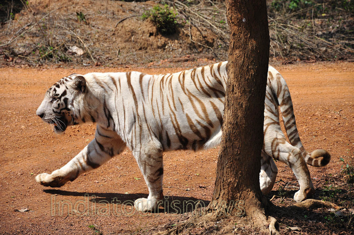 white tiger goes behind the tree