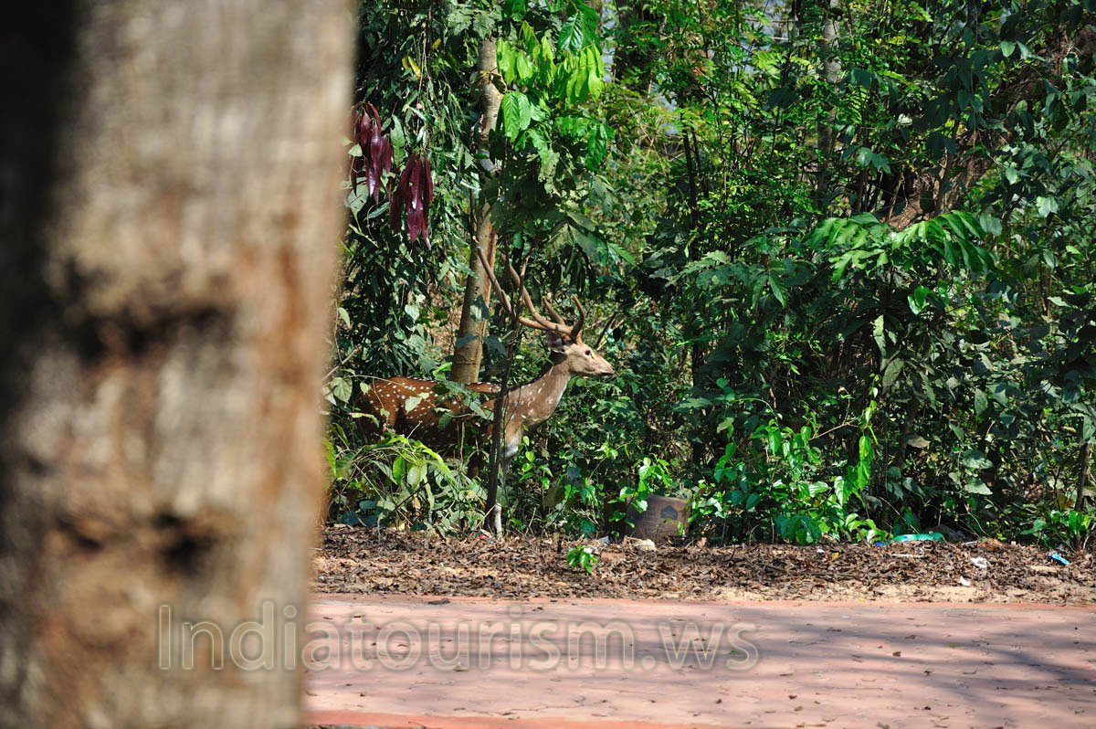 Not only monkeys, but the deers also live freely outside enclosures